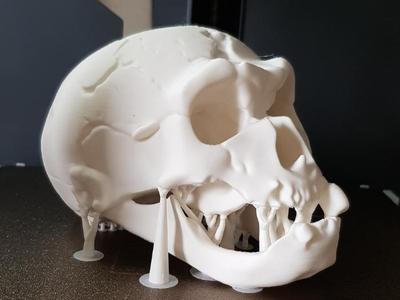 Skull Homo Neanderthalensis