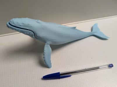 Humpback Whale