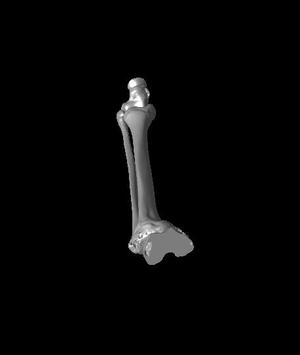 Bounts tibia.stl
