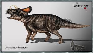 avaceratops