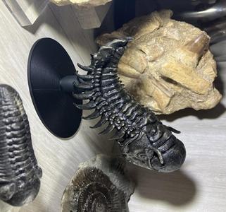 Trilobite Crotalocephalina Fossil