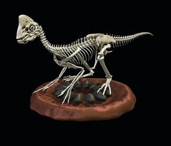 Oviraptor on its nest - Complete skeleton