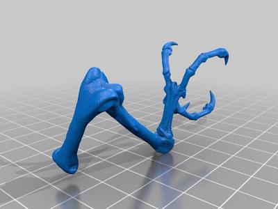 Bird Macaw Skeleton Legs with toes