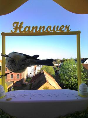 Bird Buddy photo frame