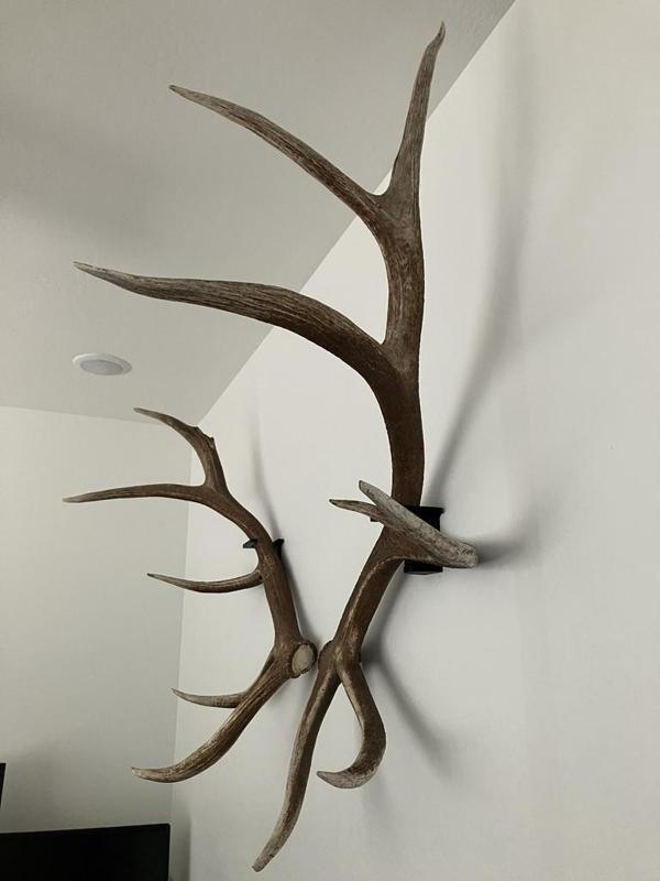 Elk Shed Antler Wall Mounts - Left, Right, Corded