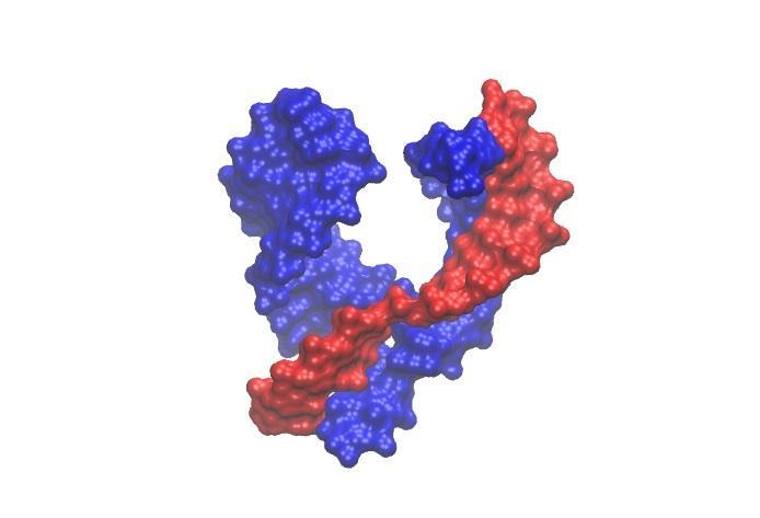 Hammerhead Ribozyme