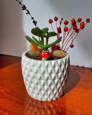 Potted Succulent and Plants