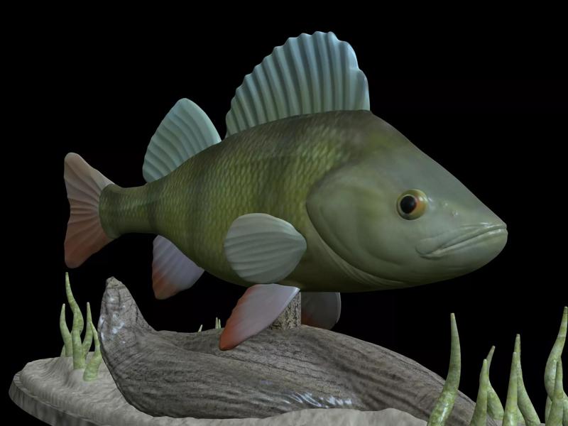 BIG PERCH UNDERWATER STATUE DETAILED TEXTURE FOR 3D PRINTING