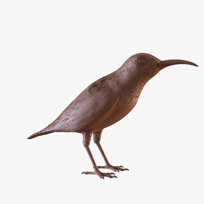 Olive-backed Sunbird