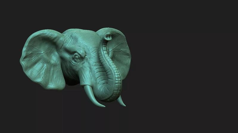 Elephant  head