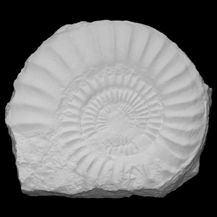Ammonite Asteroceras