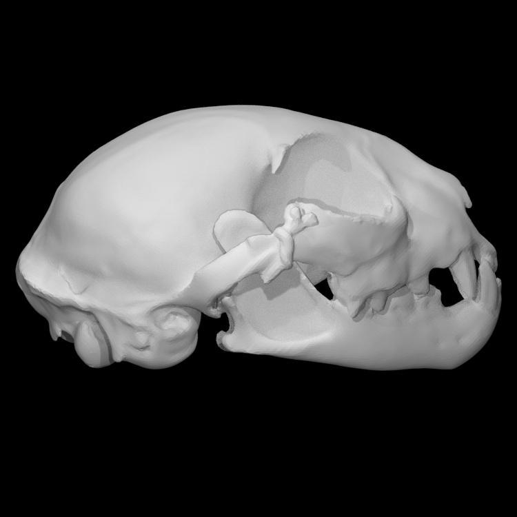 Bobcat male skull