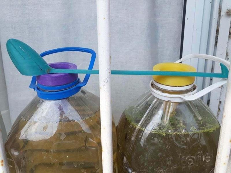 Algae culture 5L bottle set