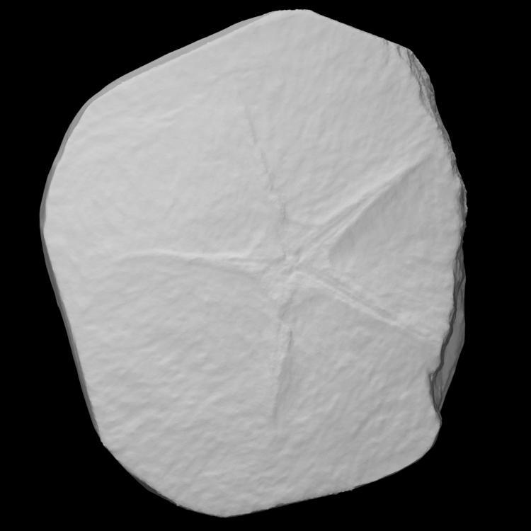 Starfish fossil