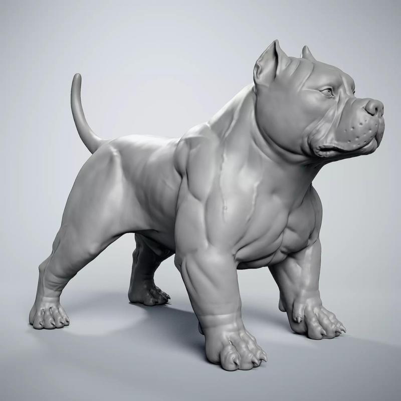 American Bully Dog