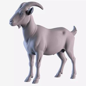 Nanny goat