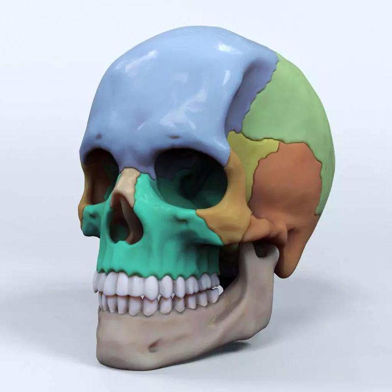 Artist Sculpted Skull Reference