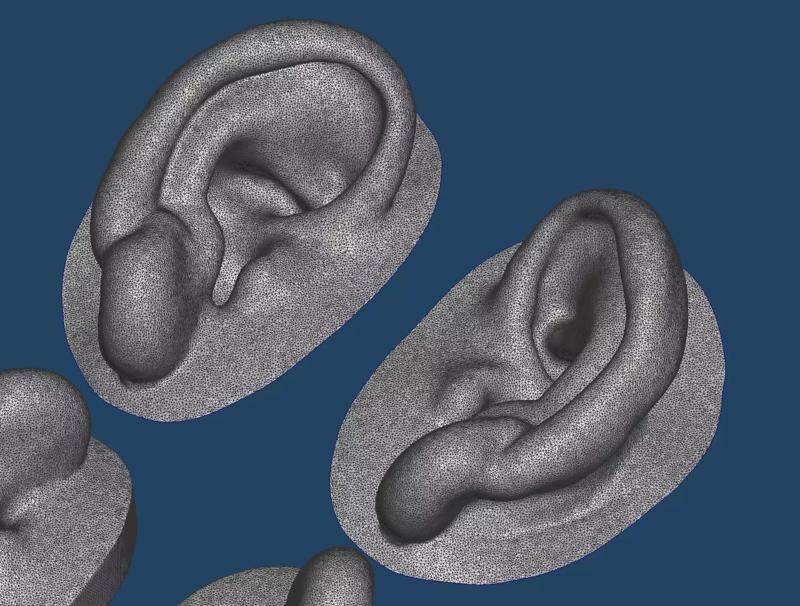 Natural human ear anatomy 03