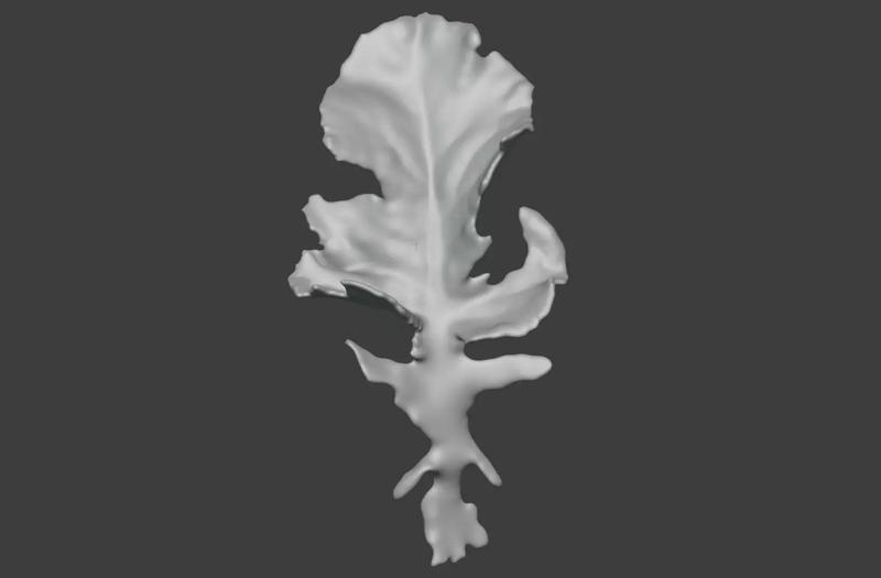 Cauliflower leaves 3D printed STL realistic vegetable leaves