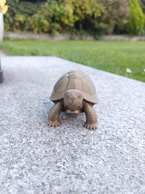 Tortoise Buddy – Slow and Steady Cuteness