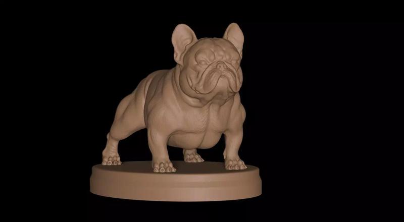 French Bulldog Exotic