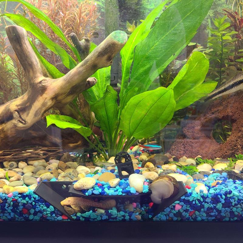 Aquarium Tunnel (Angled / Rectangle & Holes / No Holes)