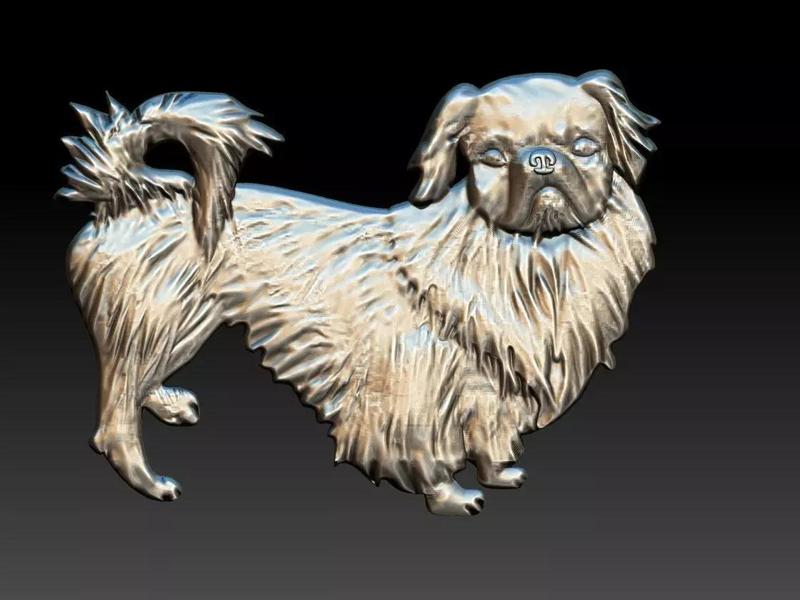 Pekingese - Pequines - Dog Relief