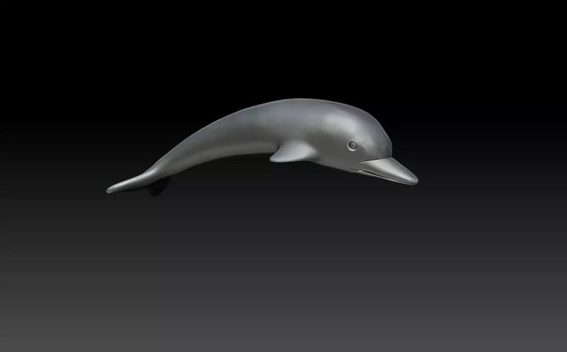 dolphin