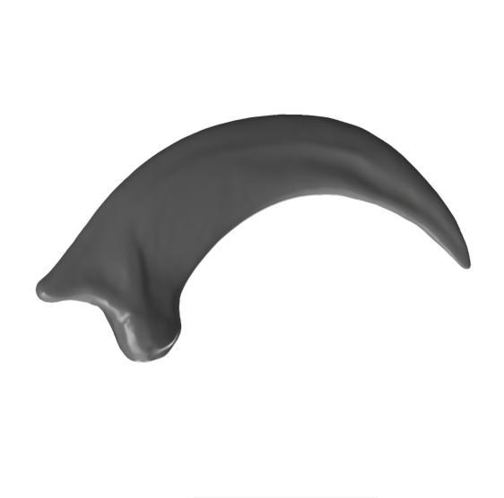 Utahraptor Claw