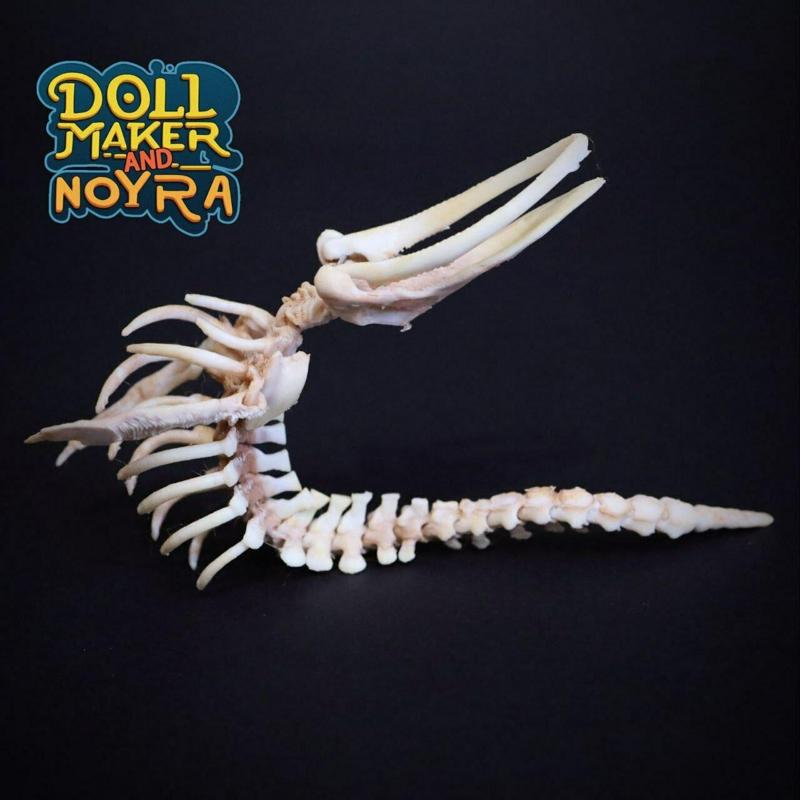 Articulated whale's skeleton