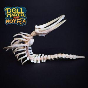 Articulated whale's skeleton