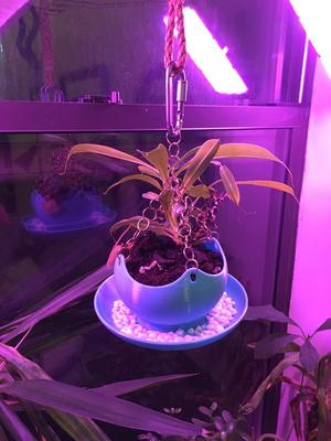 Pitcher Plant Humidity Pot