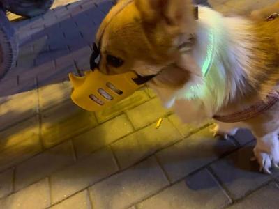 Pet accessories dog muzzle