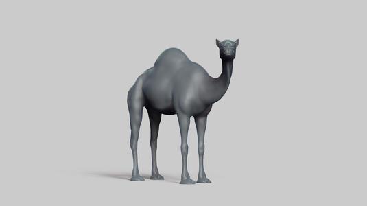 camel pose 02