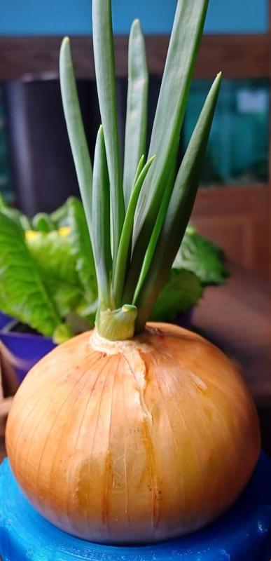 Mason Wide Mouth Round Onion Grower (stp included)