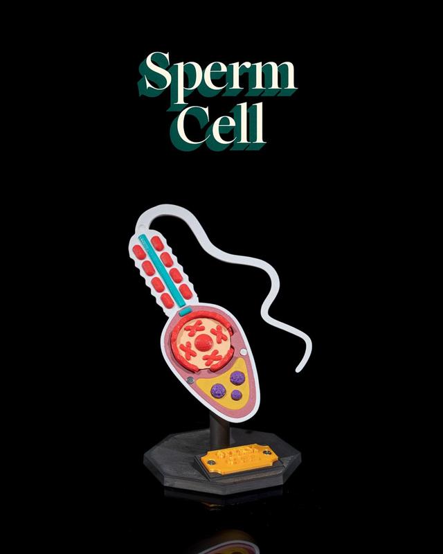 Sperm Cell
