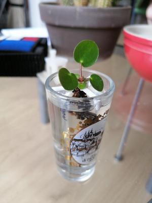 Baby plant holder