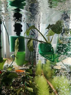 Aquarium Plant Holders