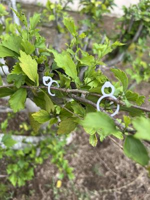 Garden Clips/Plant Support Clips