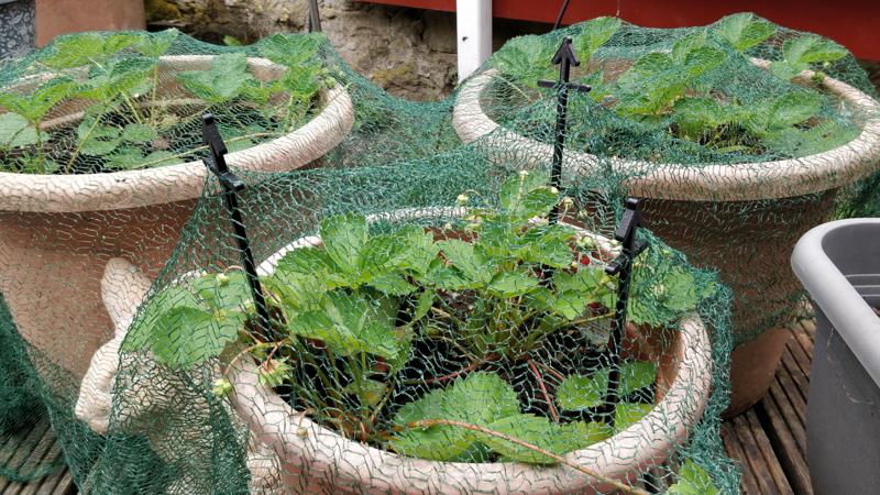 Planter stick for bird protection net / Blumentopf Vogelschutznetz Stütze