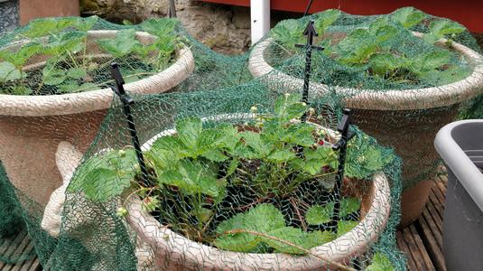 Planter stick for bird protection net / Blumentopf Vogelschutznetz Stütze