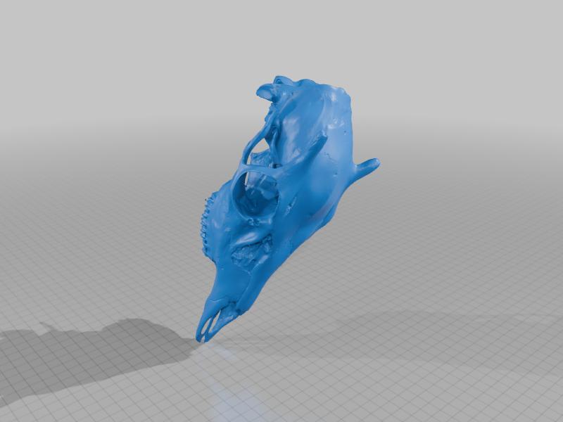 Juvenile Male Deer Skull