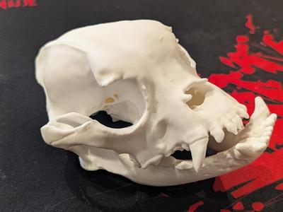 English Bulldog Skull
