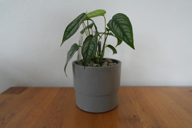 Self watering inlay (pot) for Ikea NYPON 12