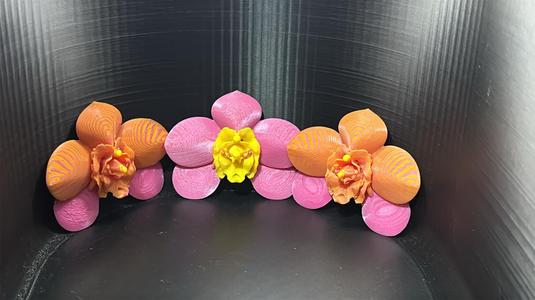 Orchid Flower 