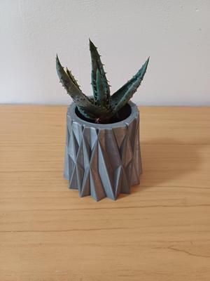 succulent plant pot