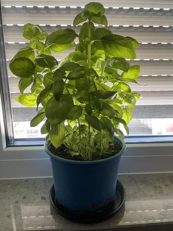 Saucer different sizes - Untertopf verschiedene Größen