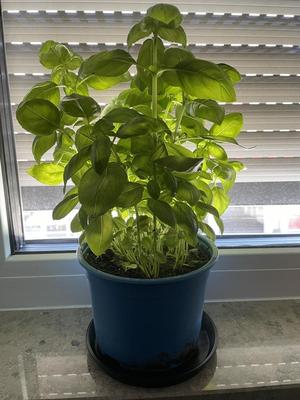 Saucer different sizes - Untertopf verschiedene Größen