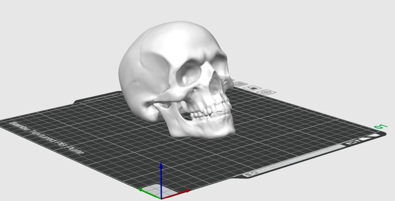 Schädel, menschlicher Schädel, anatomisch korrekt, anatomically correct human skull