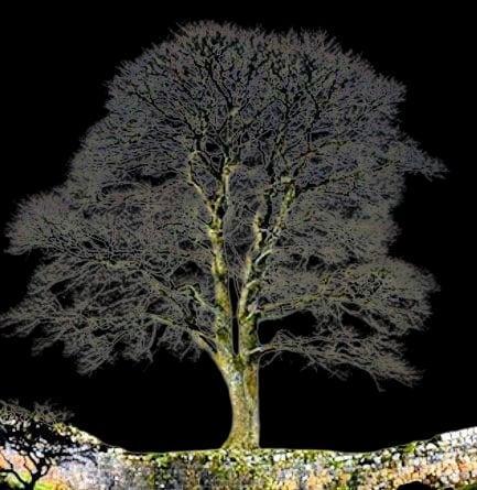 The famous Sycamore Gap tree